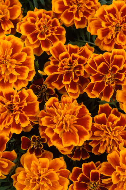 Tagetes patula - Aksamietnica FLAME nízka 10ks