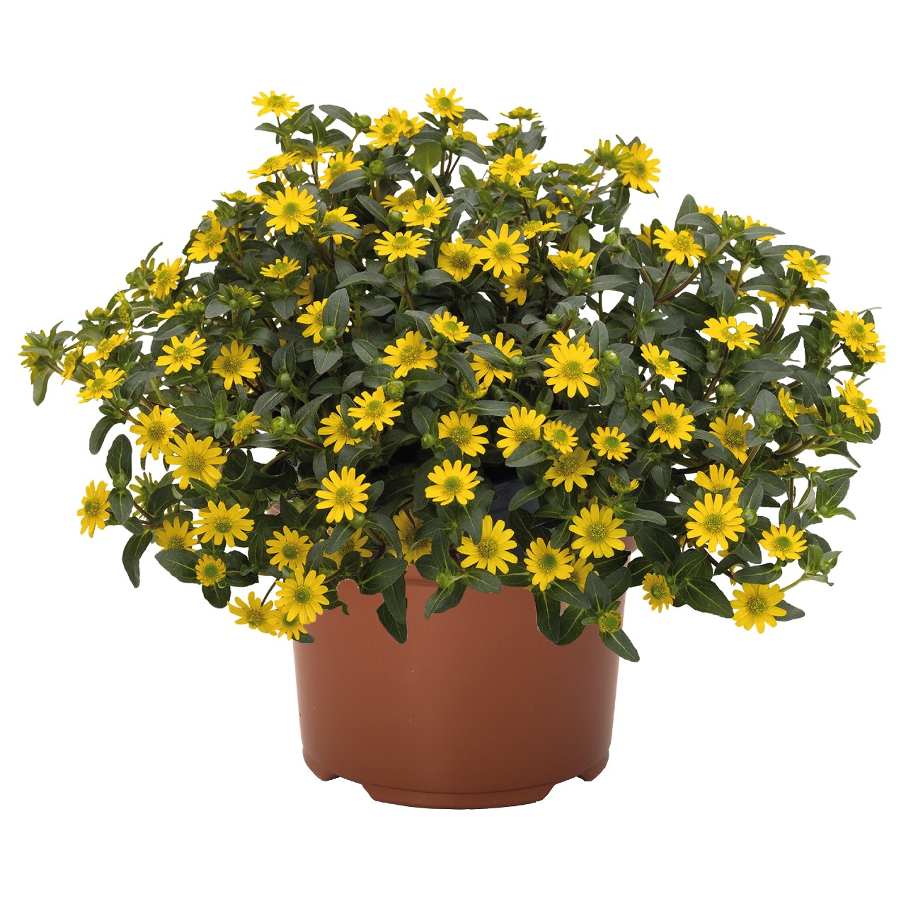Sanvitalia - Sun Vitalia® Bright Yellow