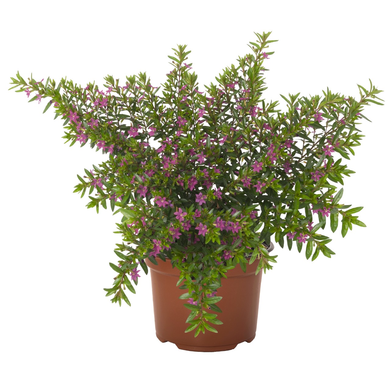Cuphea - Myrtis® fialová