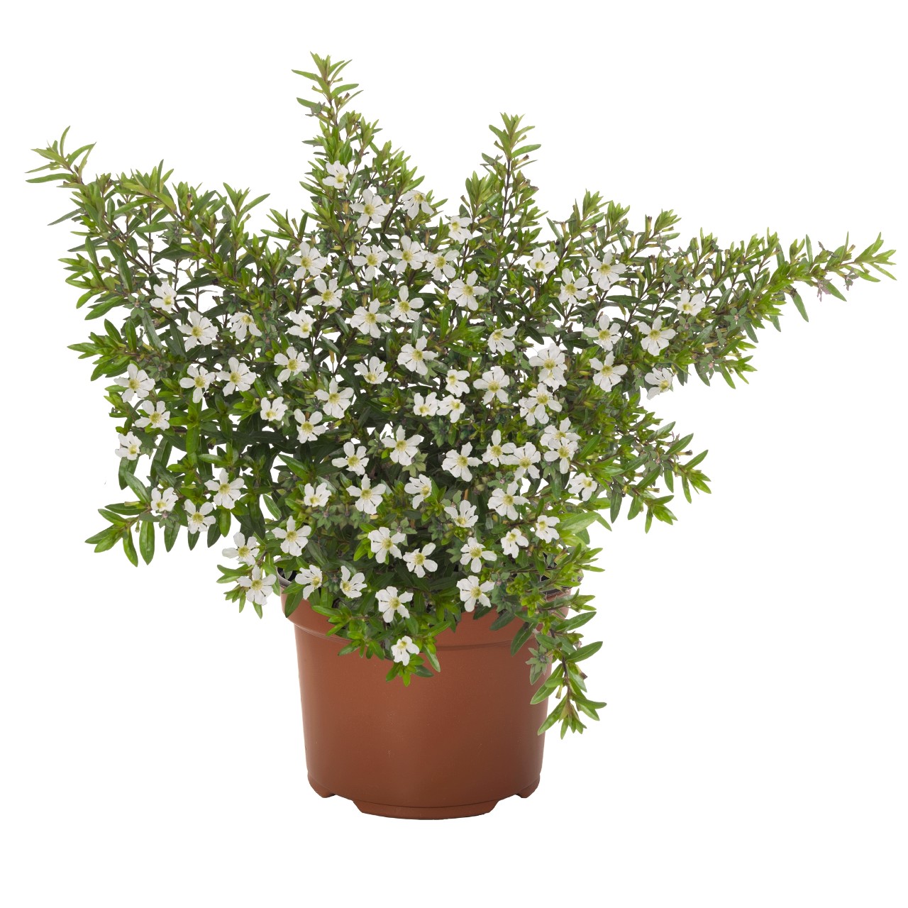 Cuphea - Myrtis® biela