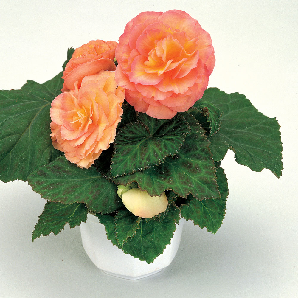 Begonia NONSTOP F1 - SALMON BICOLOR