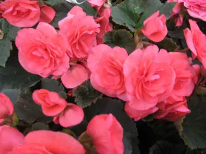 Begonia NONSTOP F1 - PINK