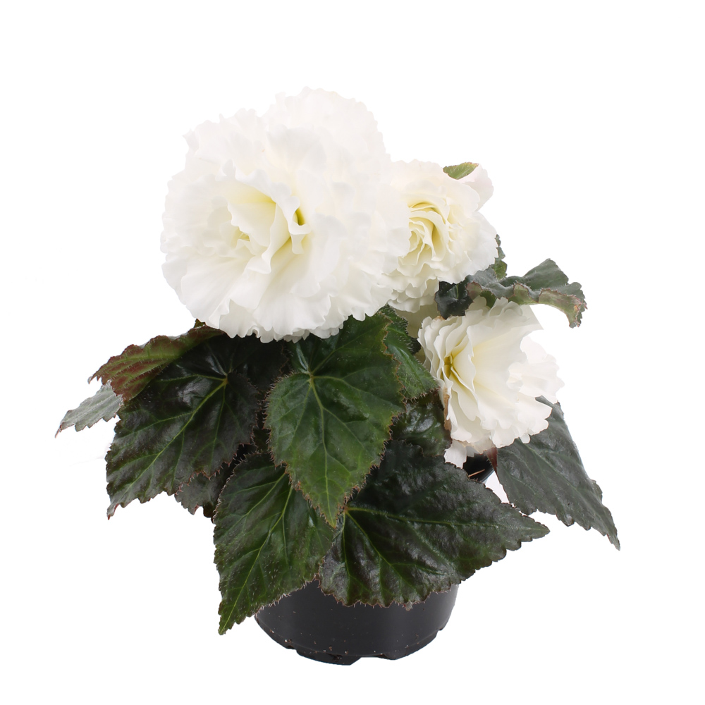 Begonia NONSTOP F1- WHITE