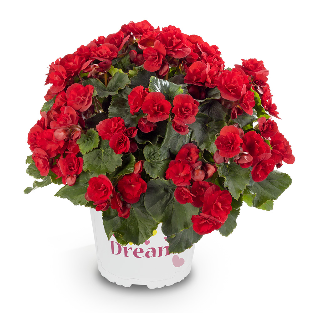 Begónia hybridná ´SOLENIA RED®´