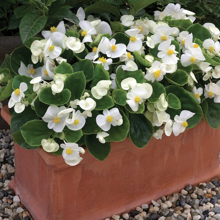 Begonia semperflorens - biela so zeleným listom 1ks kv. 9cm