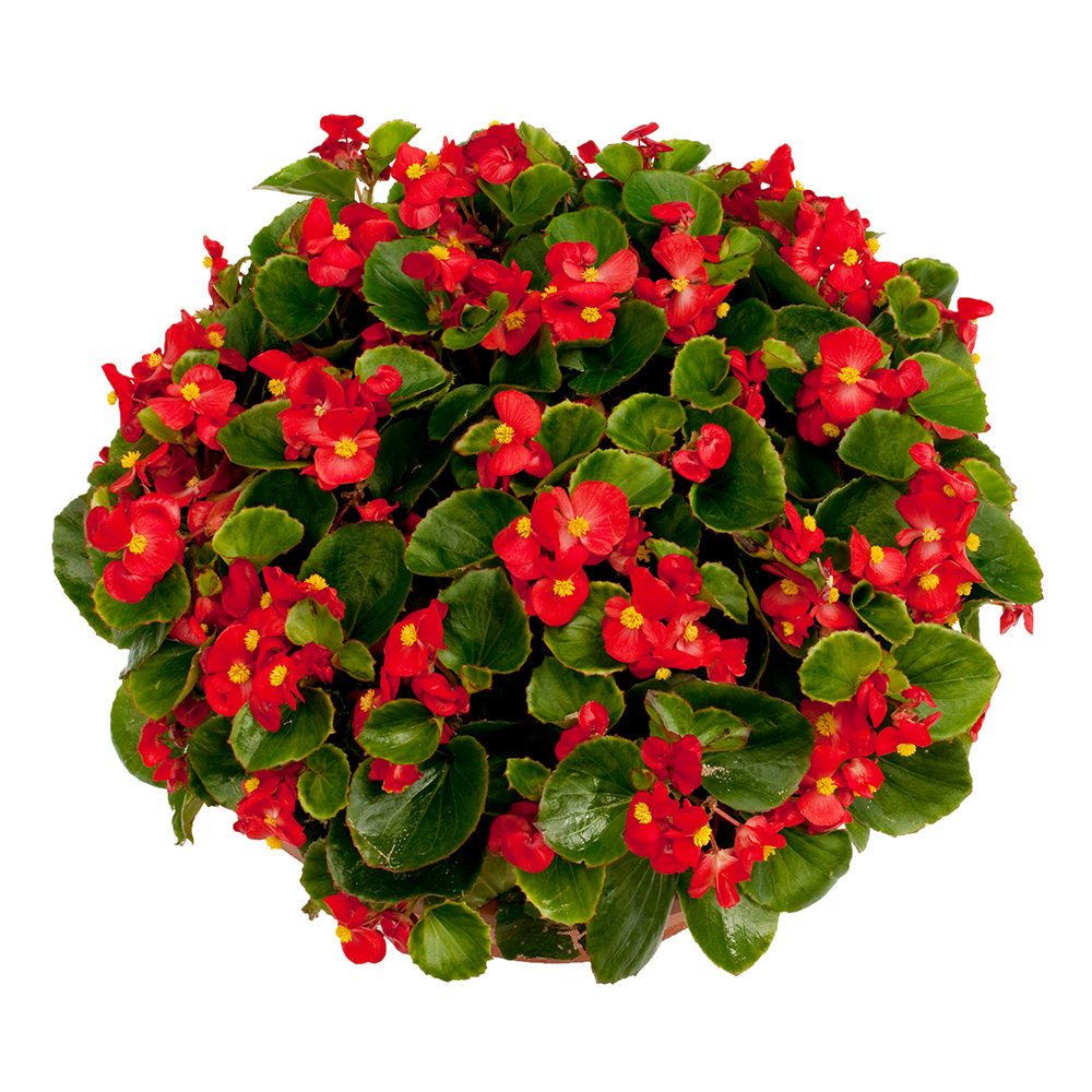 Begonia semperflorens - červená so zeleným listom 1ks kv. 9cm