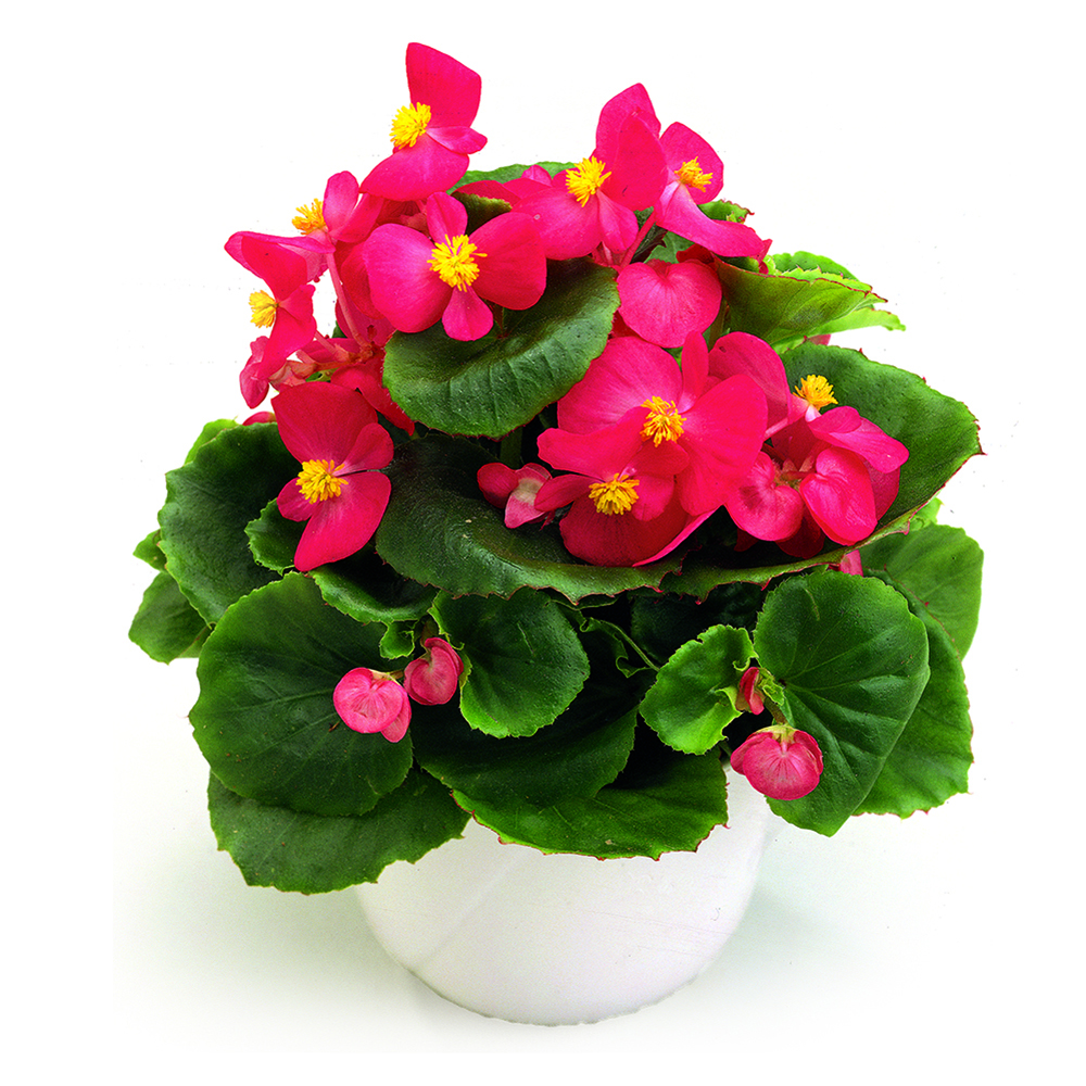Begonia semperflorens - ružová so zeleným listom 1ks kv. 9cm