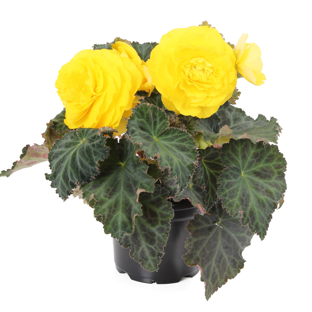 Begonia NONSTOP F1 YELLOW