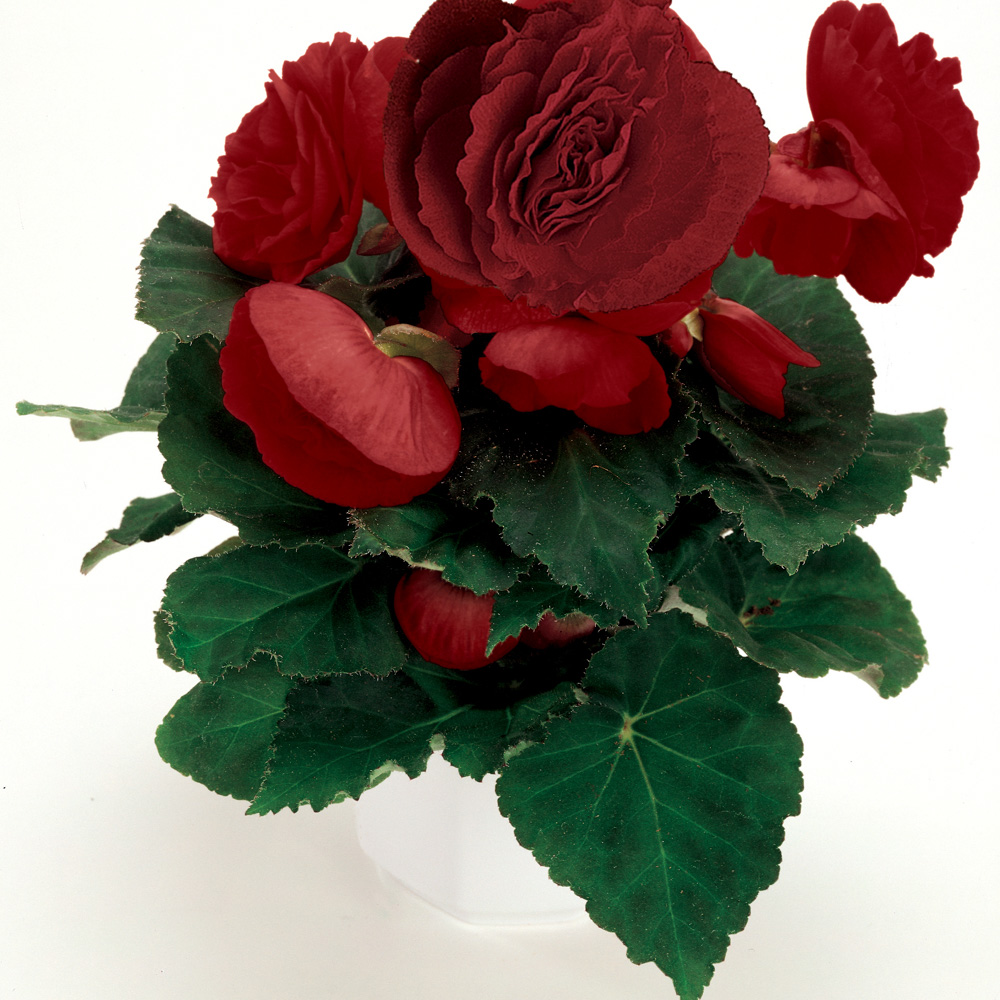 Begonia PRONTO F1 RED
