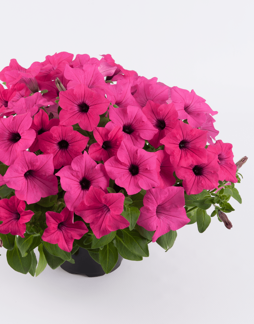 Petunia - Surfinia® SUMO ROSE