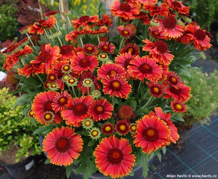 Gaillardia 'SpinTop YELLOW TOUCH' kont. 1 l (14cm)