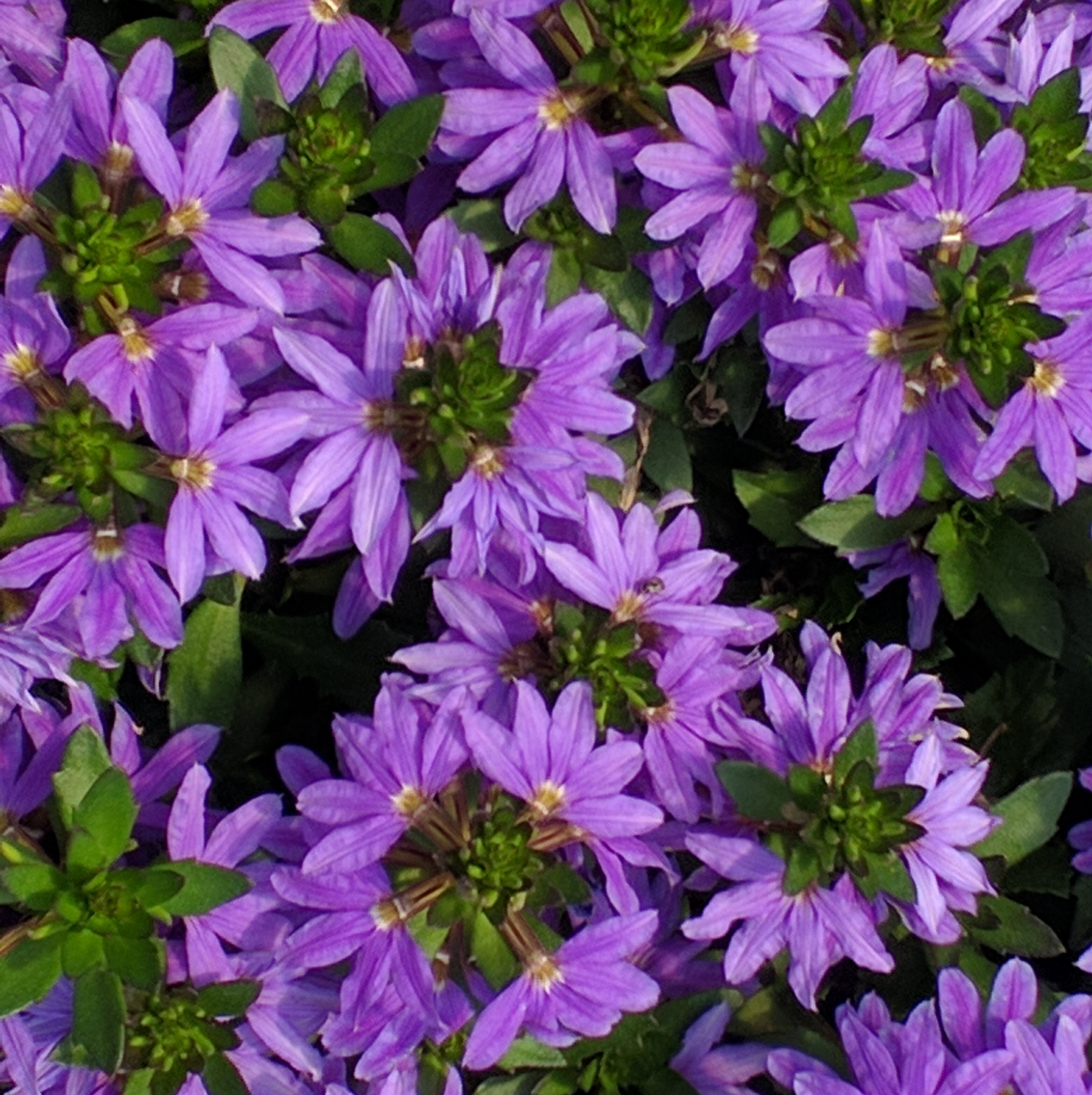 SCAEVOLA - FANCY BLUE  kv. 10,5 cm