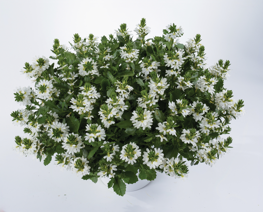 SCAEVOLA - FANCY White kv. 10,5 cm 