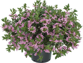 SCAEVOLA - FANCY PINK kv. 10,5 cm 