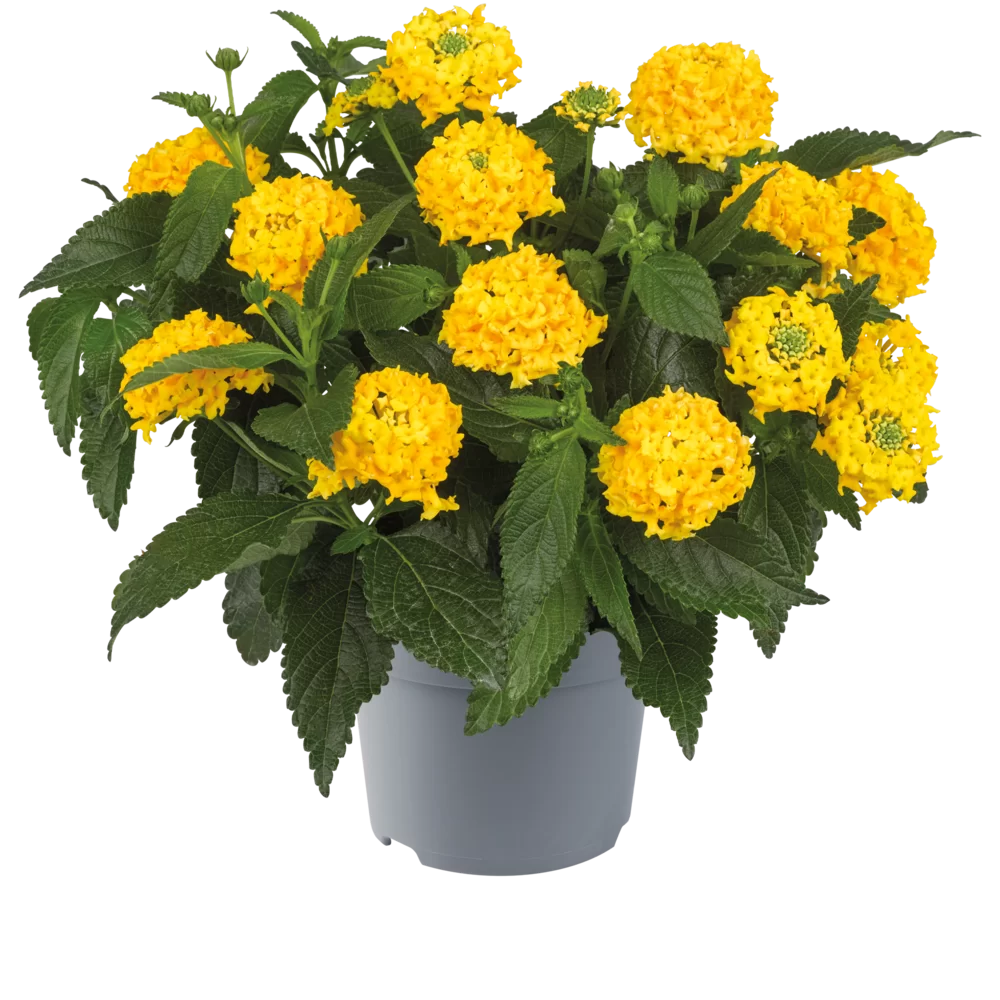 Lantana - Shamrock Yellow -kv. 10,5 cm