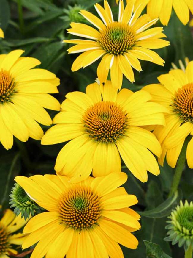 Echinácea - Lakota®  Yellow kont.0,5l (12 cm)