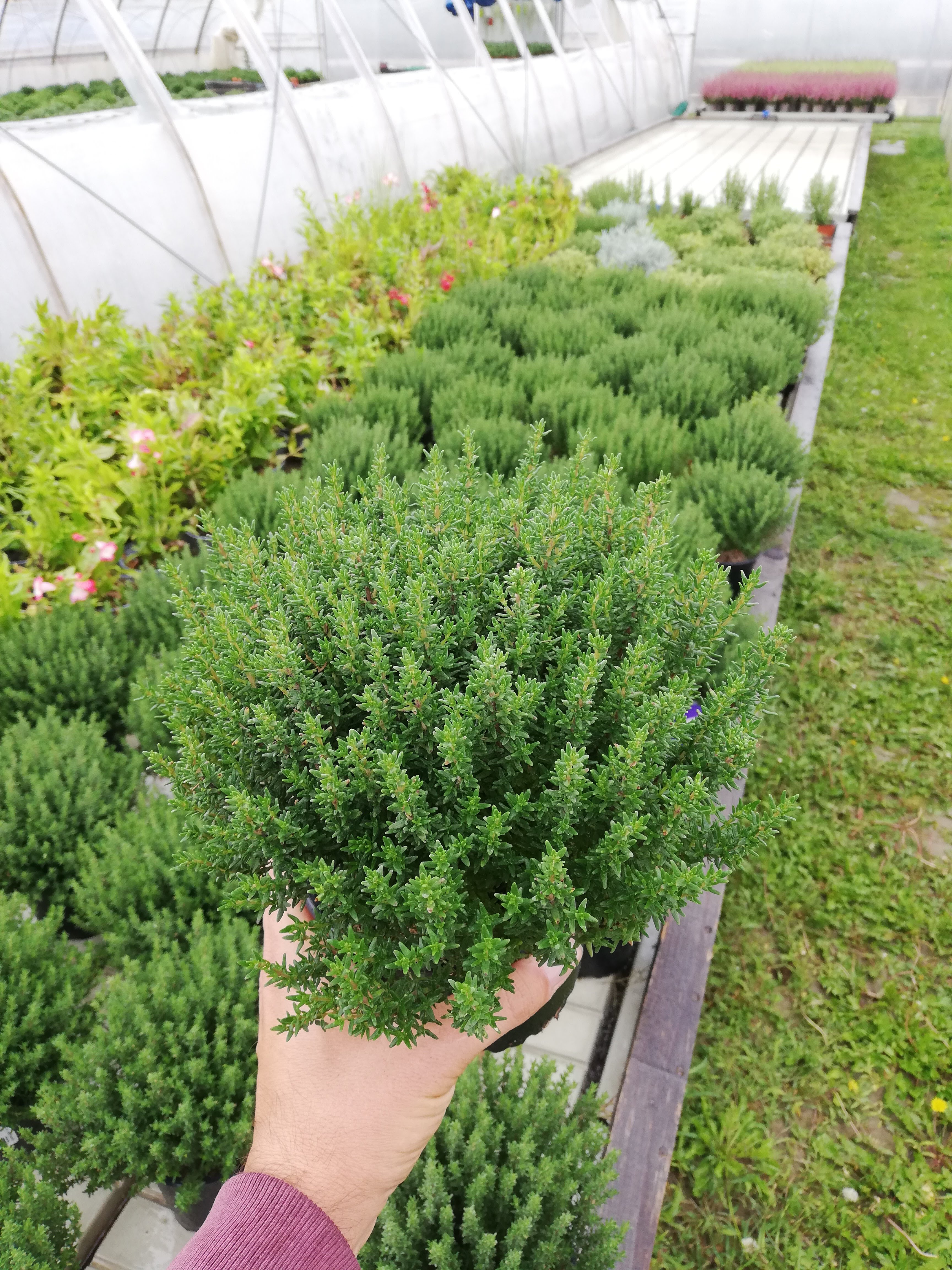 Thymian vulgarris kv.14 cm - veľký