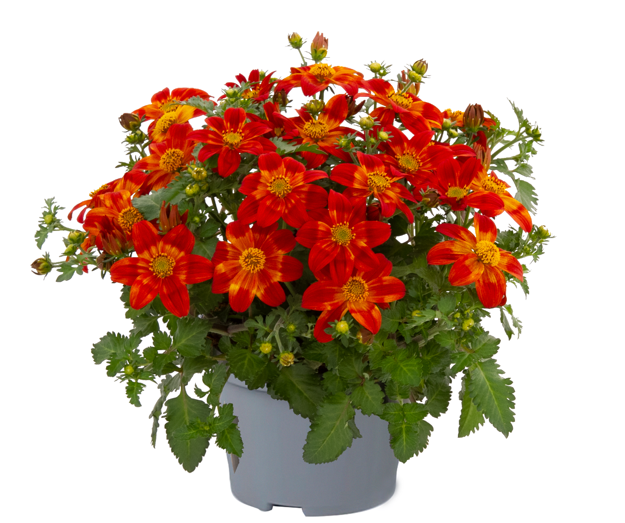 Bidens - BIDY BOOM® RED