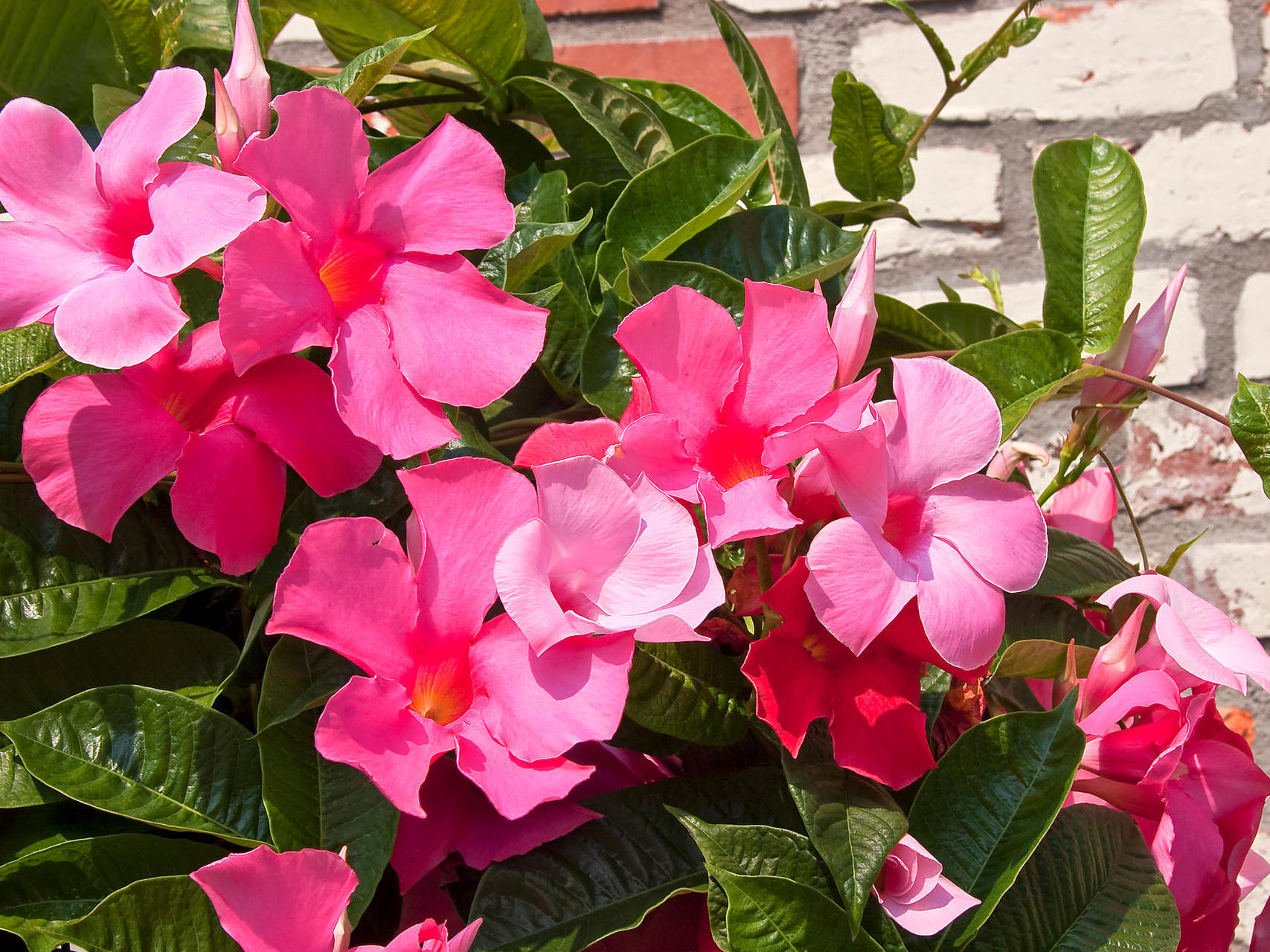 Mandevilla - Pink 1 výhonok