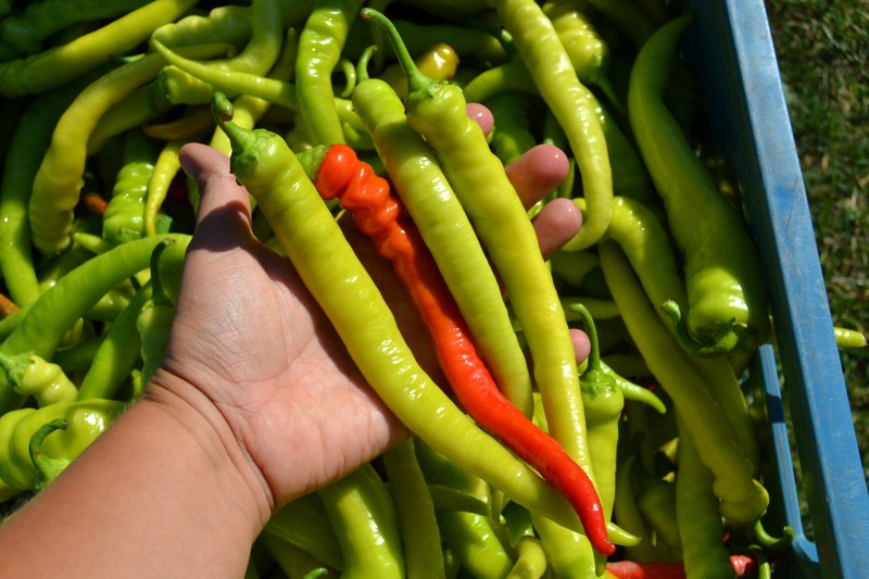 PAPRIKA BARANIE ROHY 10ks