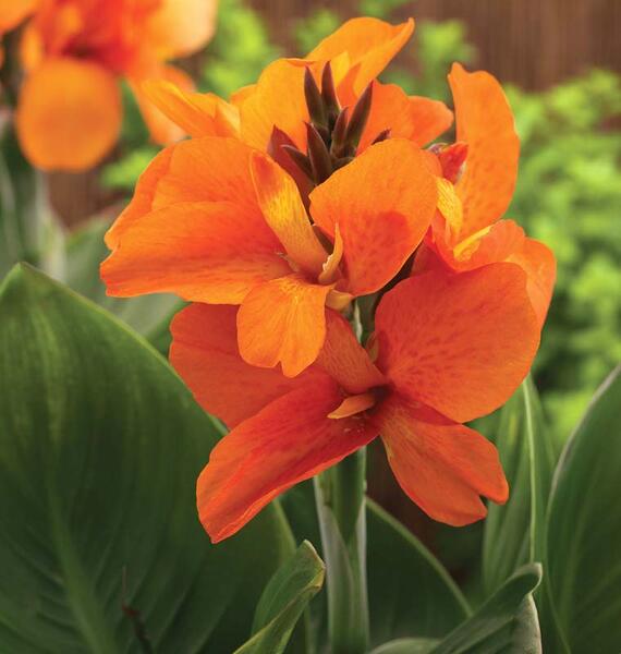 Kana - Canna Cannova ORANGE