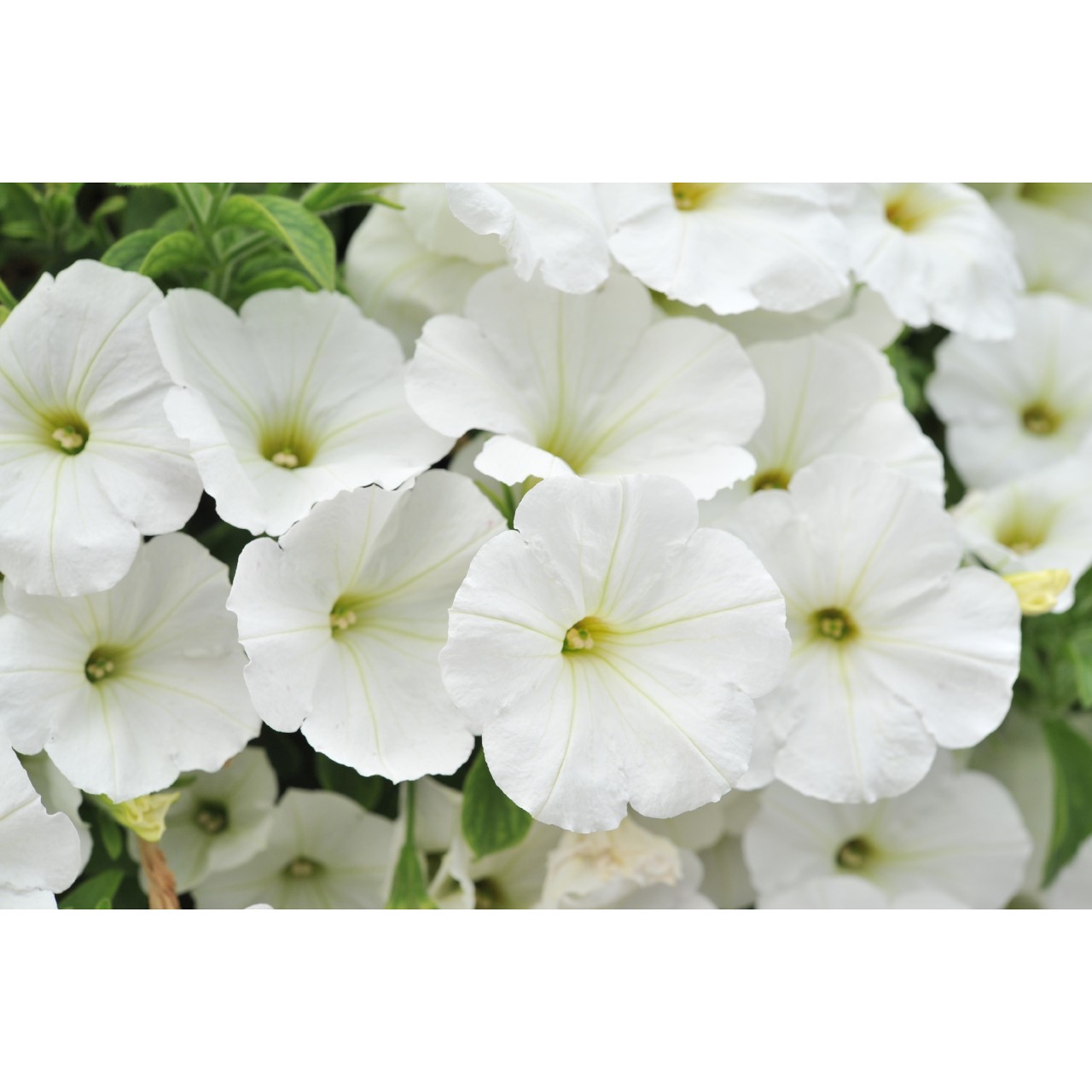 Petunia - Sweetunia White