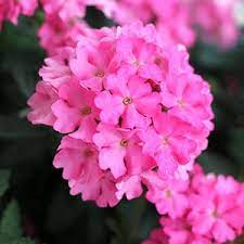 Verbena - Empress Flair Pink