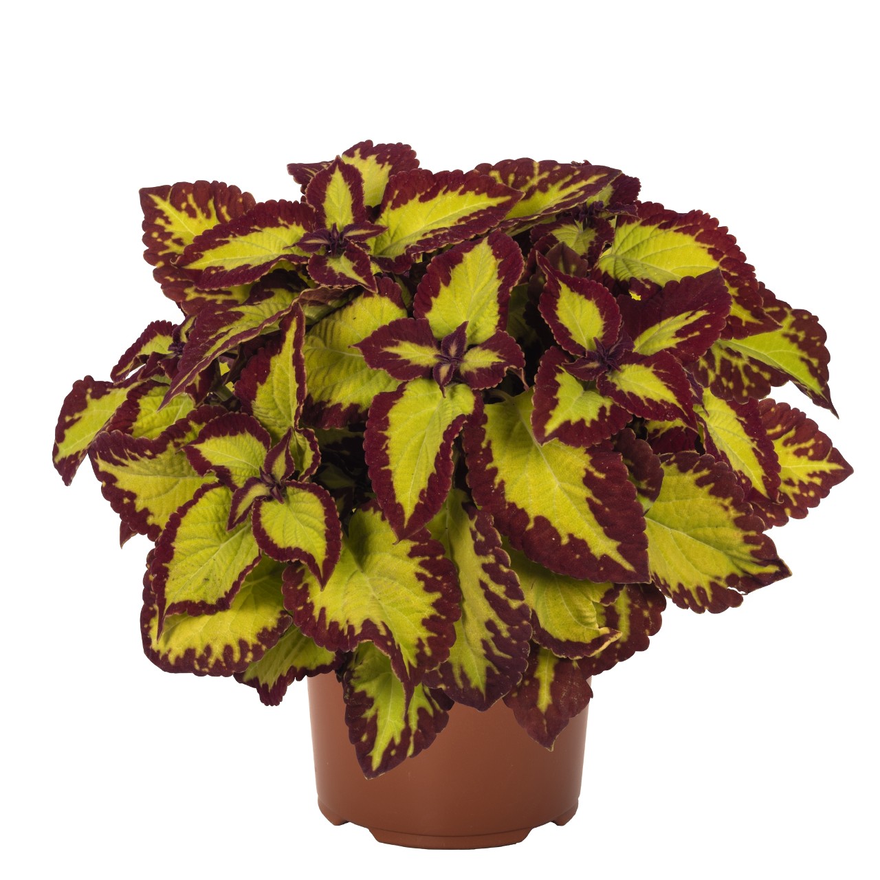 Koleus - Stained Glassworks VELVET kv.11cm