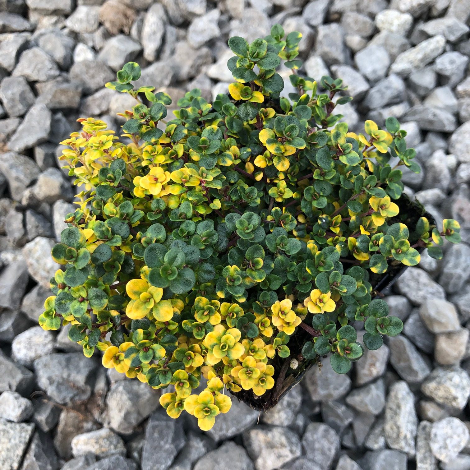  Materina dúška - ‘Doone Valley’ kv.12cm