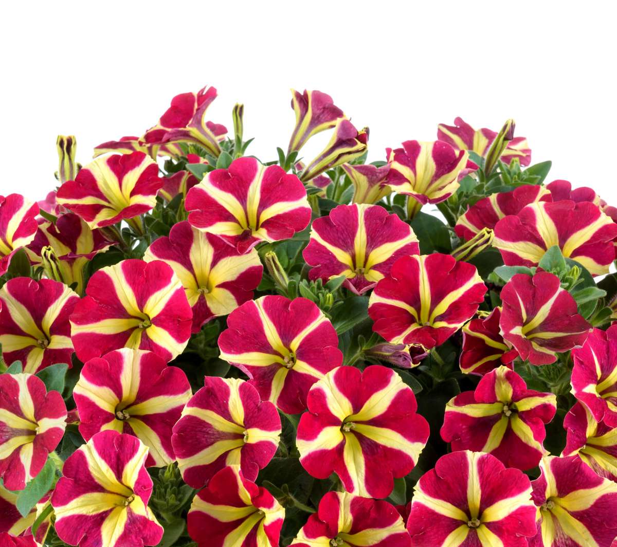Petunia - Amore® Queen of Hearts
