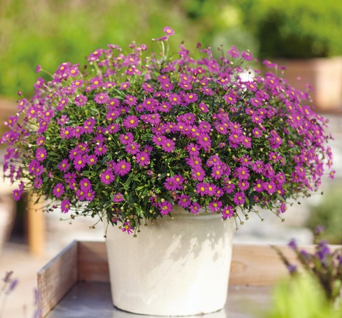 Brachyscome - Delight® Magenta