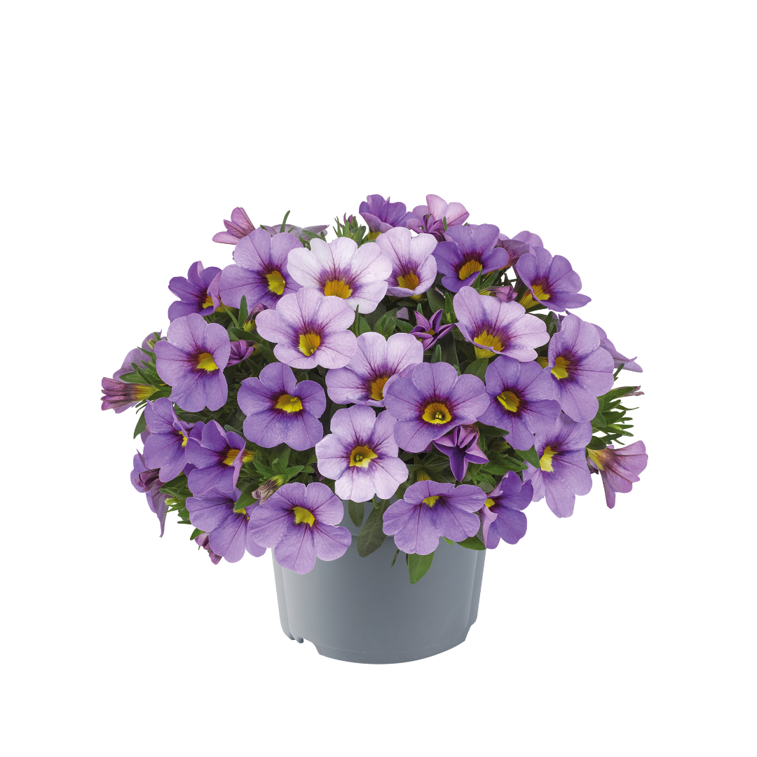 Calibrachoa - Cabaret®Compact Lavender