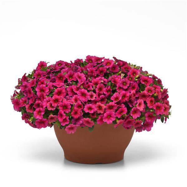 Calibrachoa - Cabaret® Compact Rose