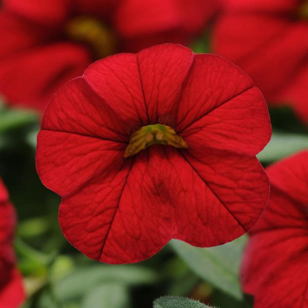 Calibrachoa - Cabaret®Early Bright Red