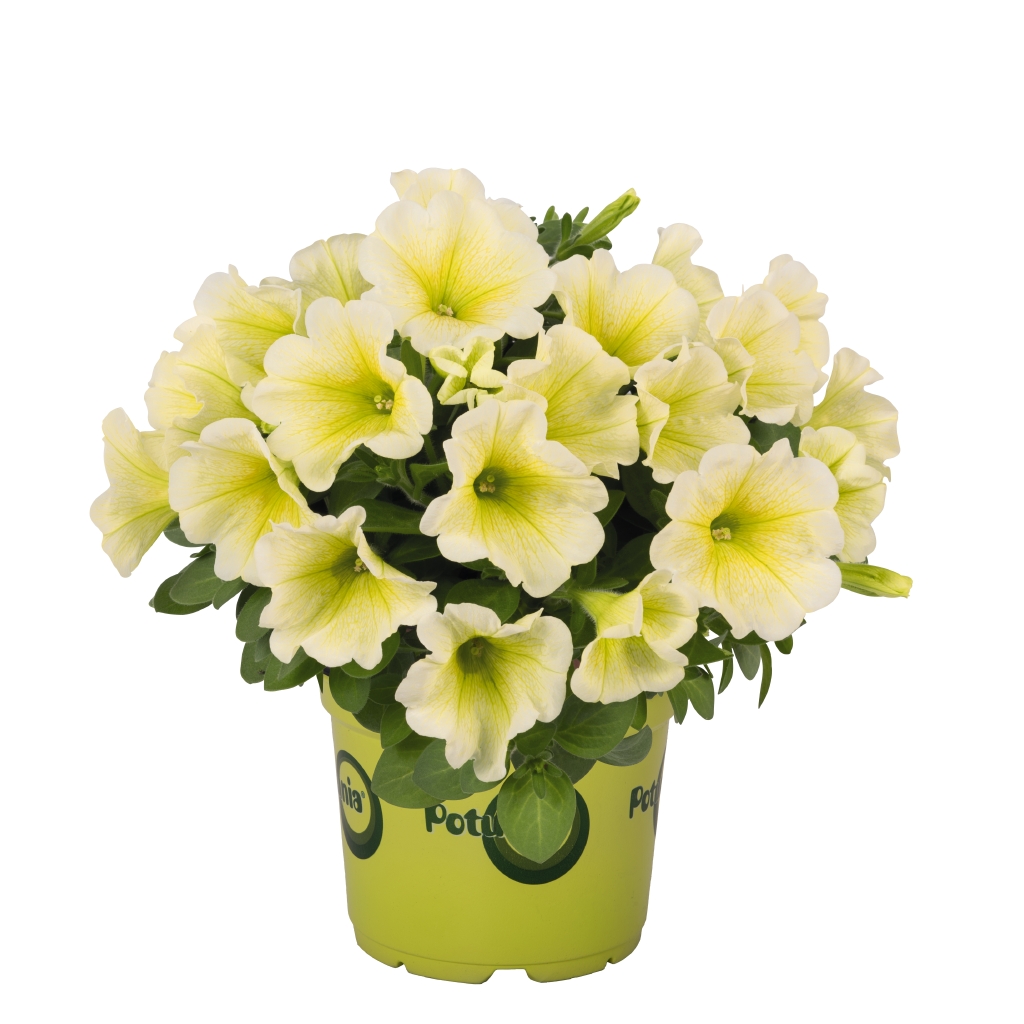 Petunia - Potunia® Yellow 2026