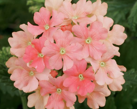 Verbena - Empress Flair Peach