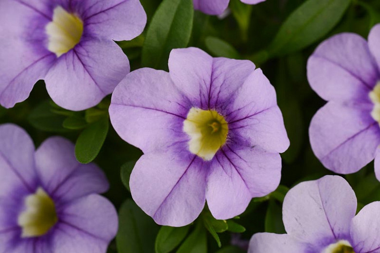Calibrachoa - Cabaret® Early Blue