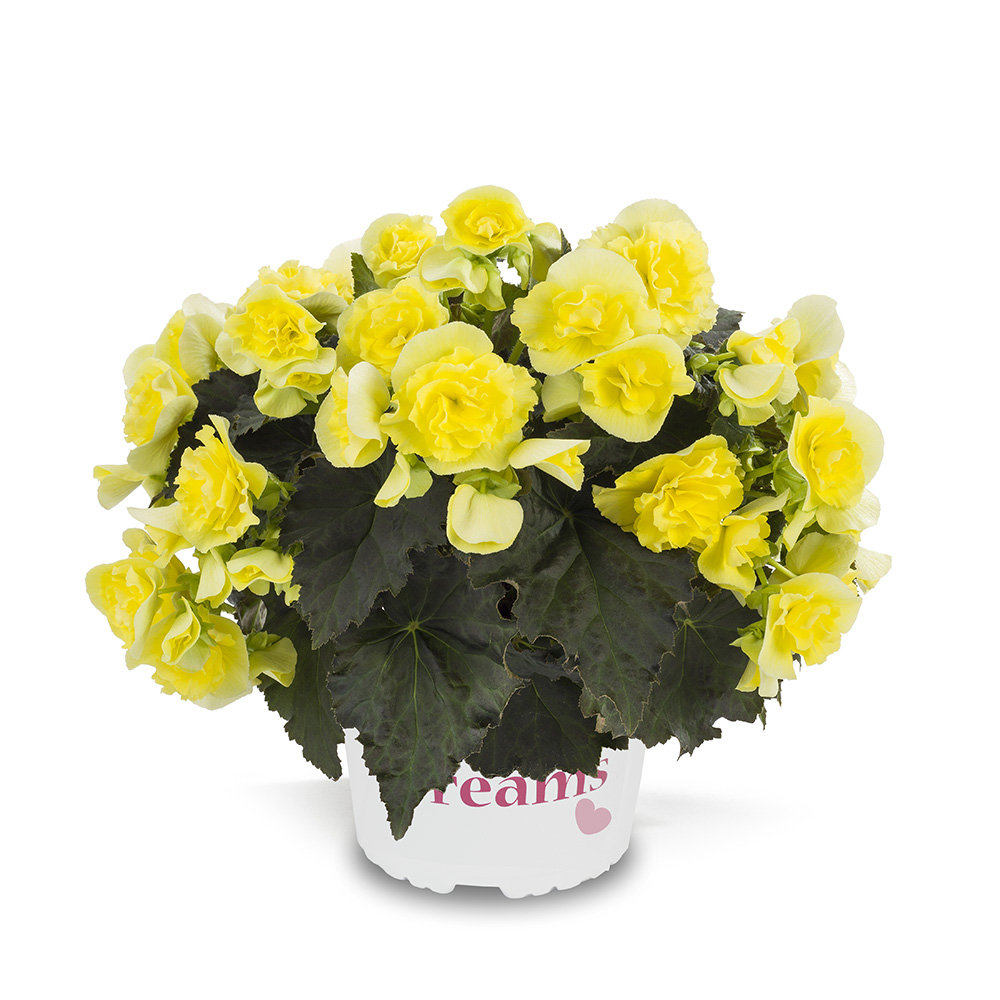 Begónia hybridná ´SUNBRERO YELLOW®´