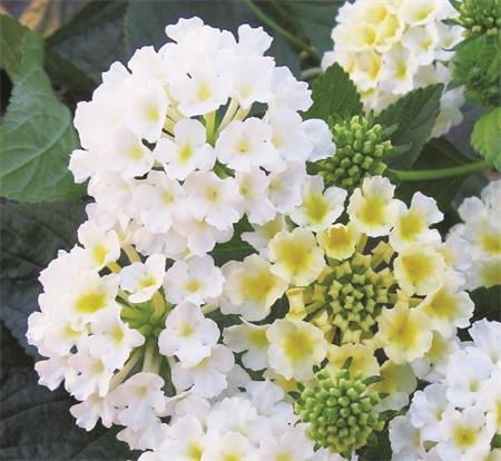 Lantana -Havana White kv.10,5 cm