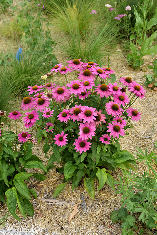 Echinácea - POW WOW WILD BERRY kont. 0,5l (12cm)