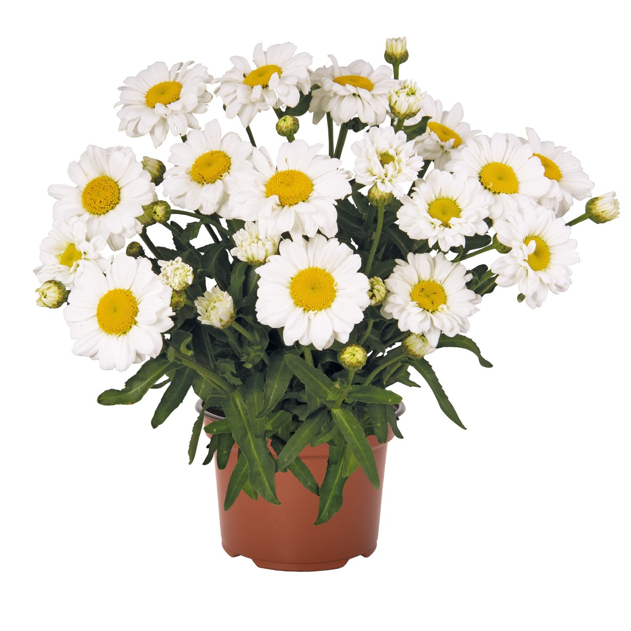 Leucanthemum SWEET DAISY JANE kont. 2,5 l (17cm)