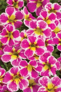 Calibrachoa - Superbells® Holy Cow