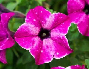 Petunia - Cirkus Sky®