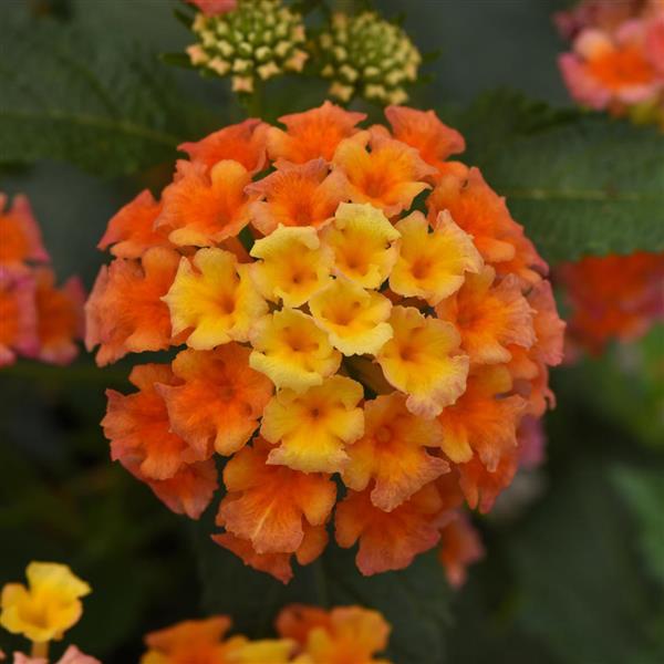 Lantana - Shamrock Peach kv. 10,5 cm
