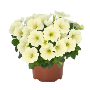 Petunia - Sweetunia® Popcorn