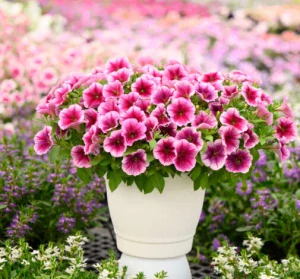 Petunia - Capella® Fuchsia Lace