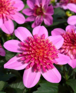Dahlia - Dalina® Maxi Starburst Pink