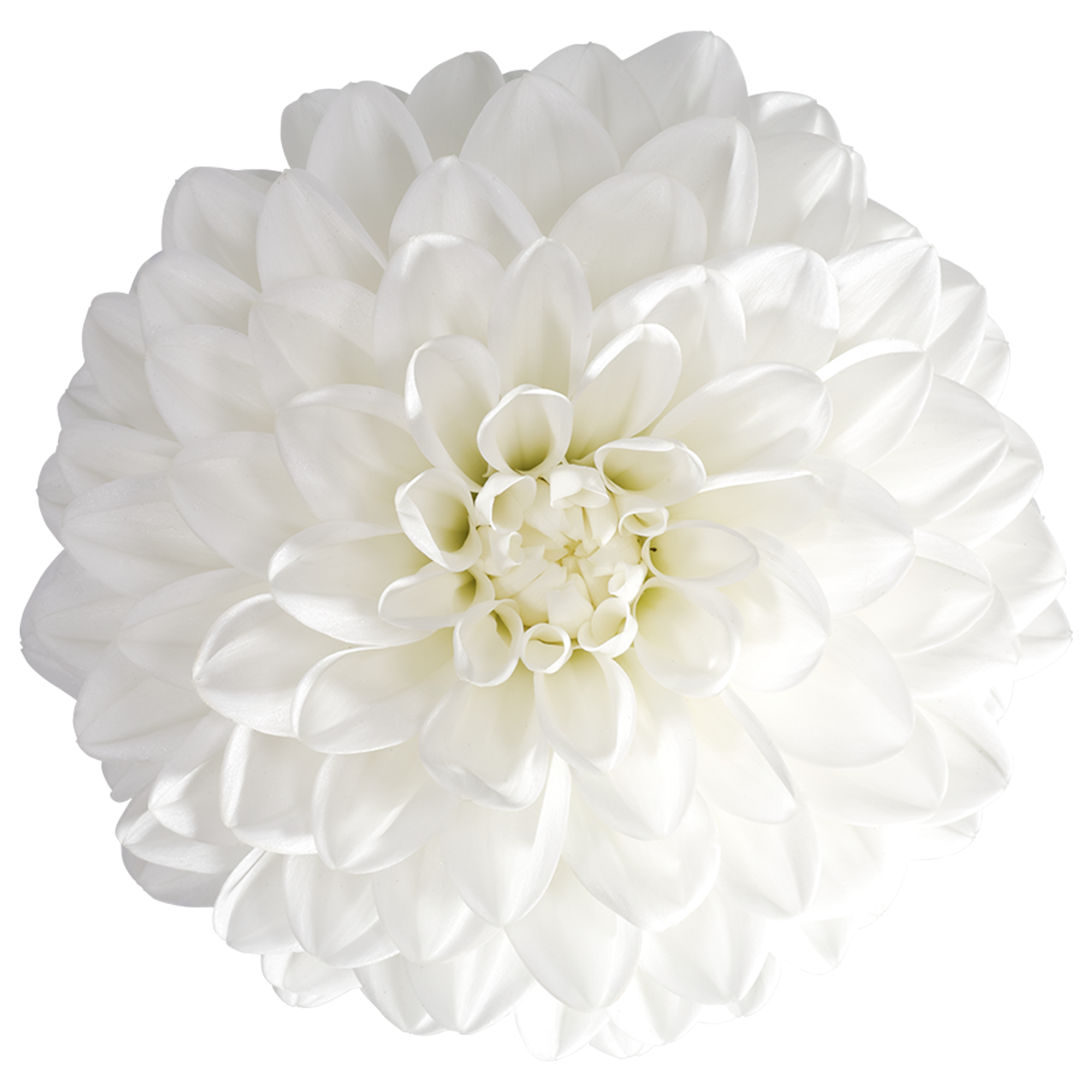 Dahlia - Dalina® Maxi Lopez White