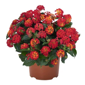 Lantana - Schamrock Red kv. 10,5 cm