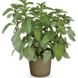 Mäta peperminthová - Mentha X piperita 'Swiss' kv.14 cm